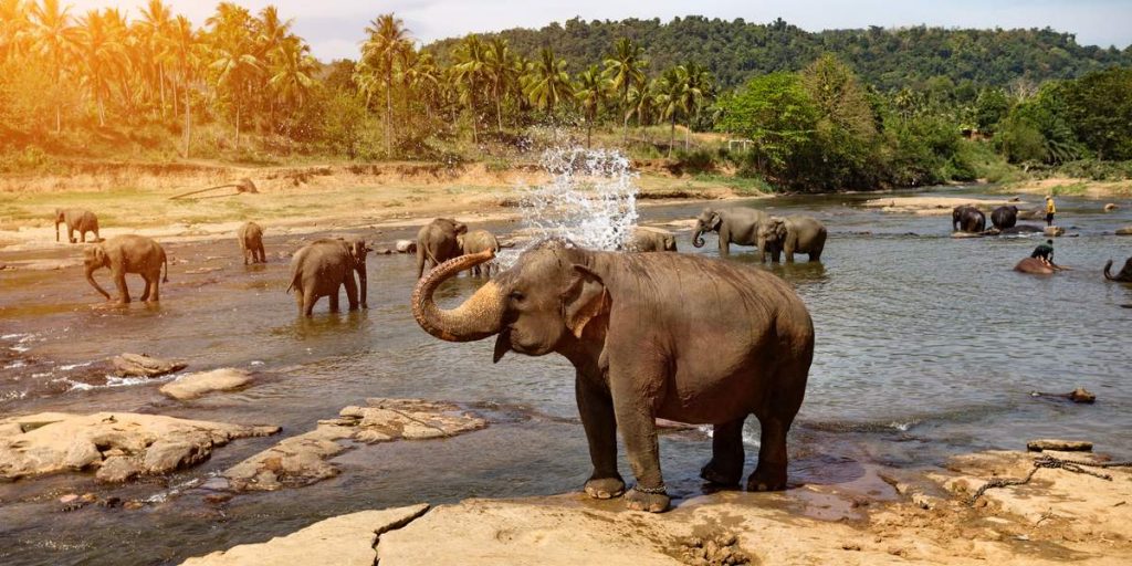 elephants-bathing-in-the-river-landscape